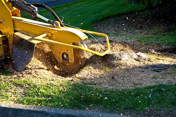 Why Choose Our Tree Removal Services in Brooktrails, CA?